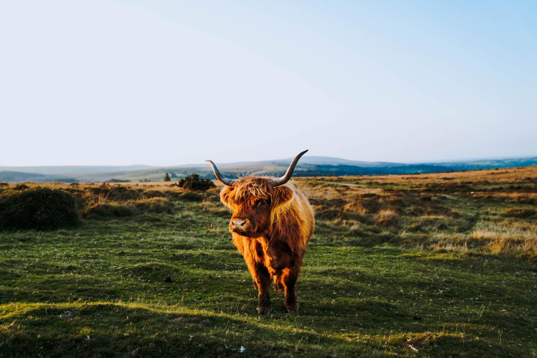 A highland cow walking alone during a sunset in the countryside by Joshua Newton on Unsplash