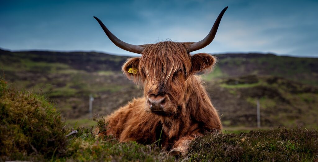 Scottish highland cow