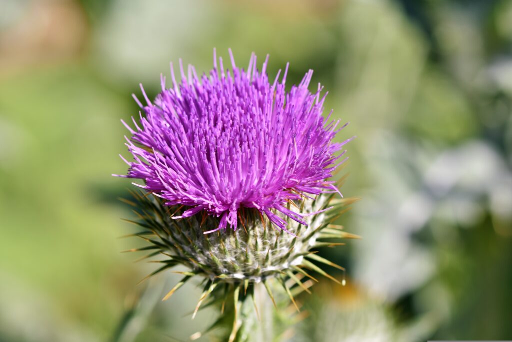 thistle